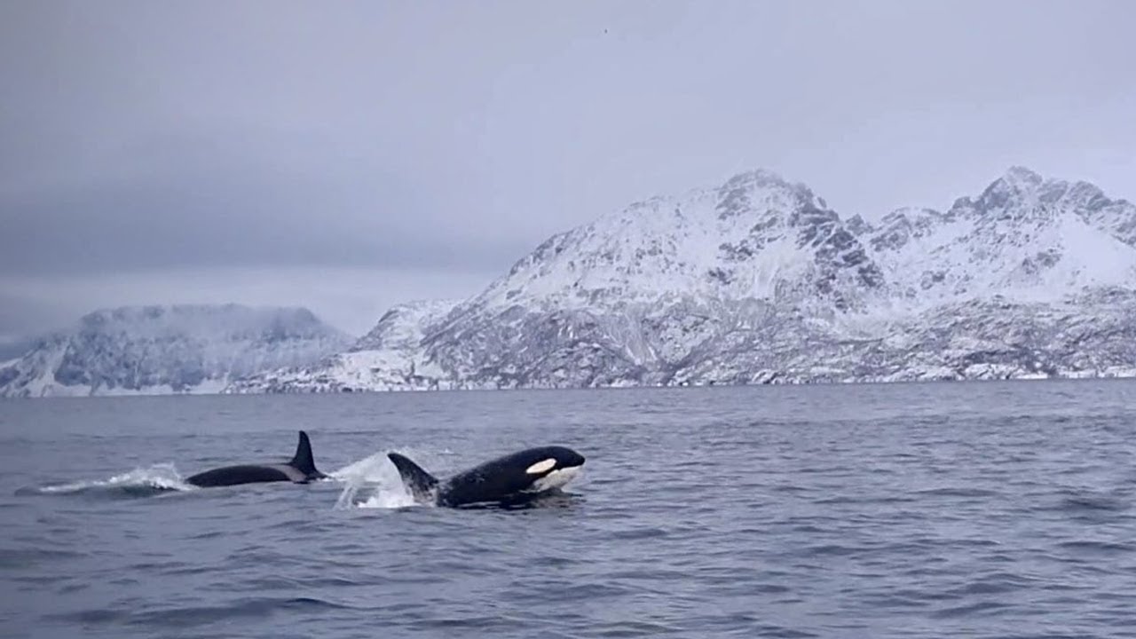 2021 - Norway: Valhalla Orca Expedition (Trailer)