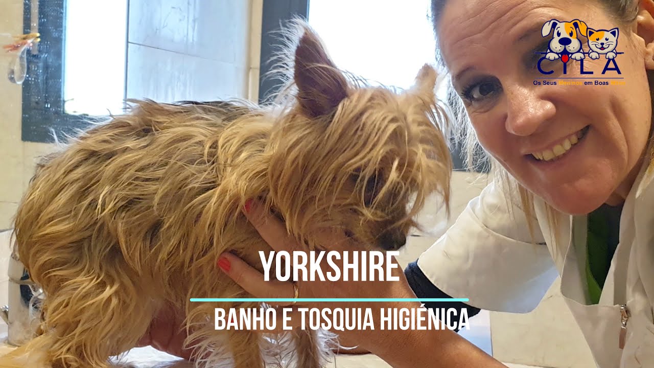 Banho e Tosquia Higiénica YorkShire