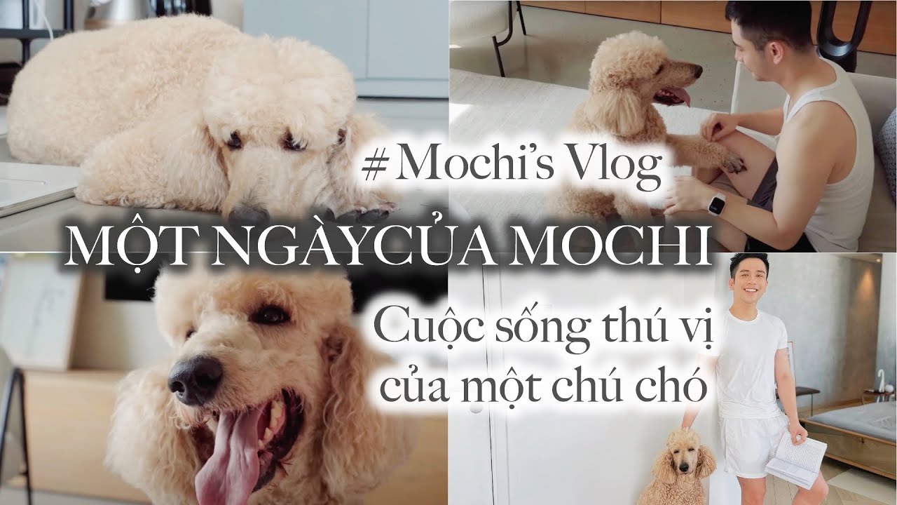 A day in my dog life-đ&acirc;y l&agrave; vlog của một ch&uacute; ch&oacute; 🐩// Dinology