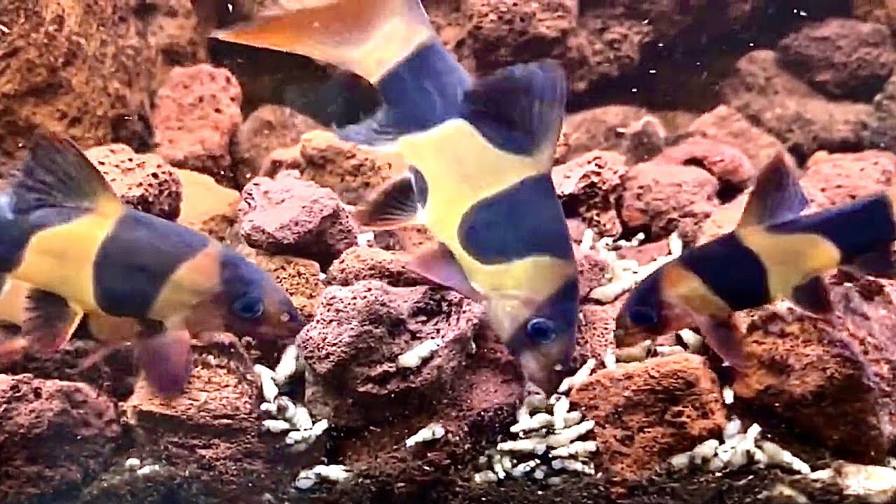 Feeding our Clown Loaches over 100 snails!