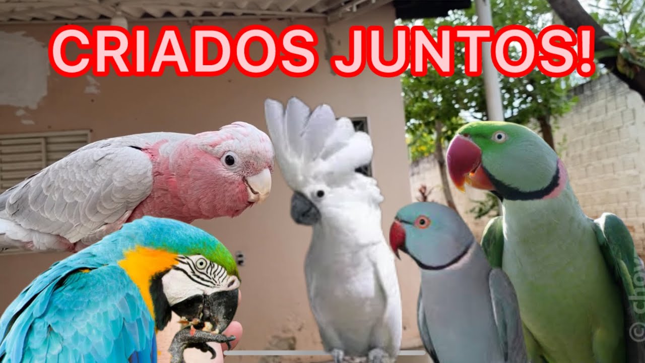 Cacatua, Arara, Grande Alexandre, Rink neck etc, todos vivendo JUNTOS sem BRIGAS!