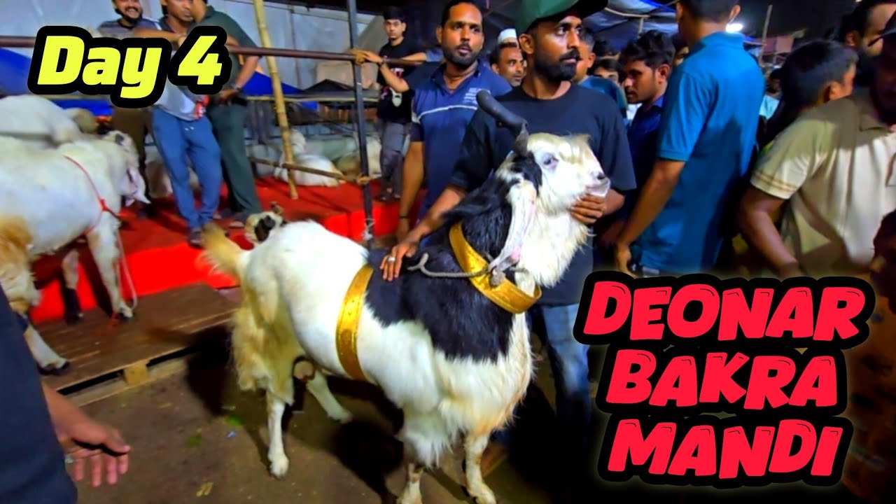 Deonar Bakra Mandi me Aaye Bade Kota Bakre || Giveaway day 4 || Al Mehtab Goat Farm