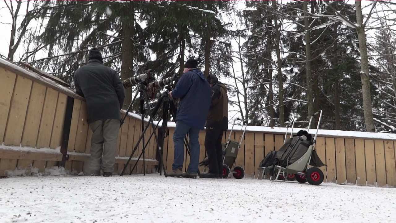 Neuschönau - Tier-Freigelände im Nationalpark Bayrischer Wald