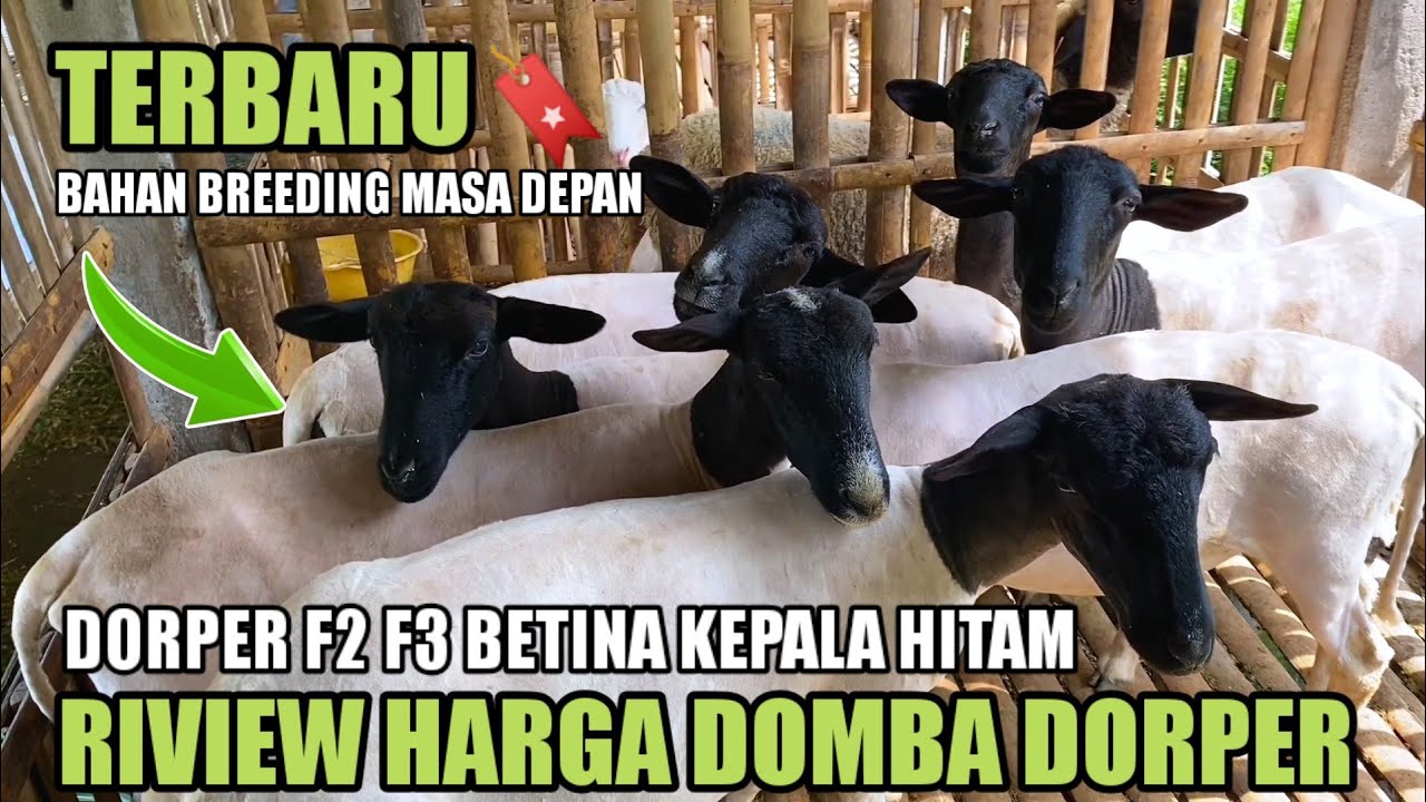 RIVIEW HARGA DOMBA DORPER HARI INI TERBARU DORPER F2 F3 BETINA BAHAN BREEDING MASA DEPAN