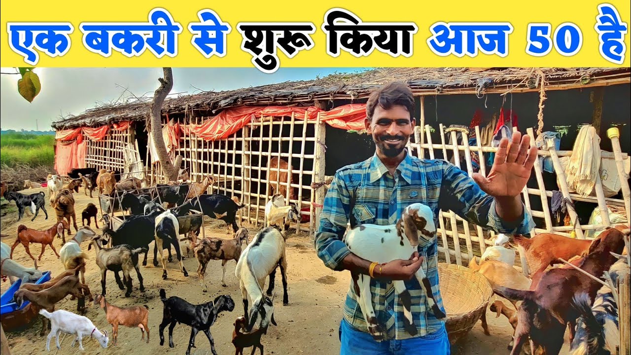 30 बकरी मर गई पर हिम्मत नहीं हारी :- कम लागत में 1 बकरी से 50 बकरी तक पहुंचा मजदूर किसान