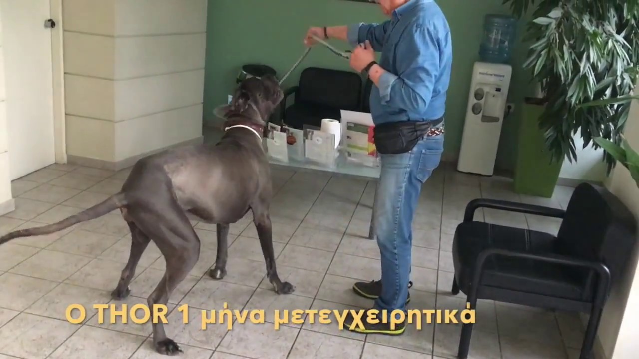 Βλαχόπουλος Σ..Δυσπλασία ισχίου σε γιγαντόσωμο σκύλο.Πριν και μετά την αρθροπλαστικη