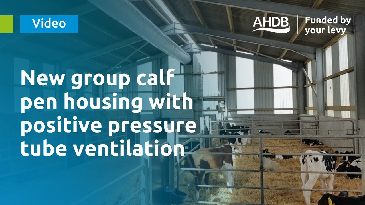New group calf pen housing with positive pressure tube ventilation
