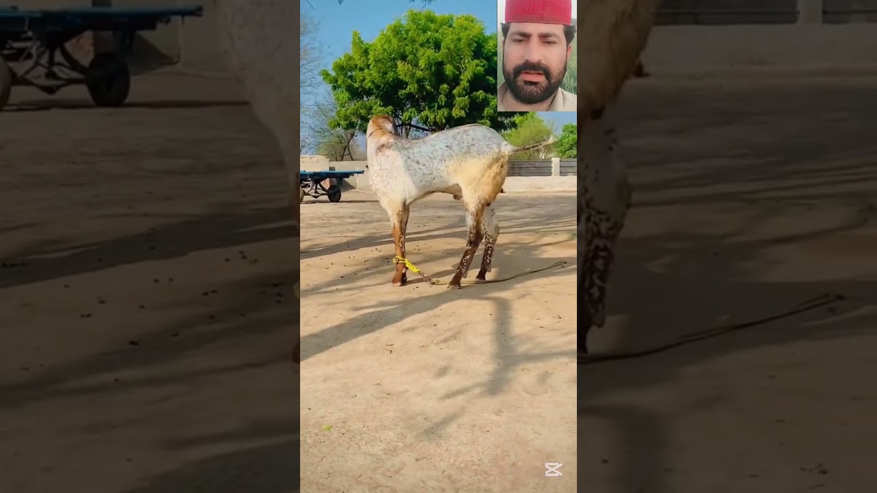 Huge Male Goat 😱🐐#huge #male #goat #village