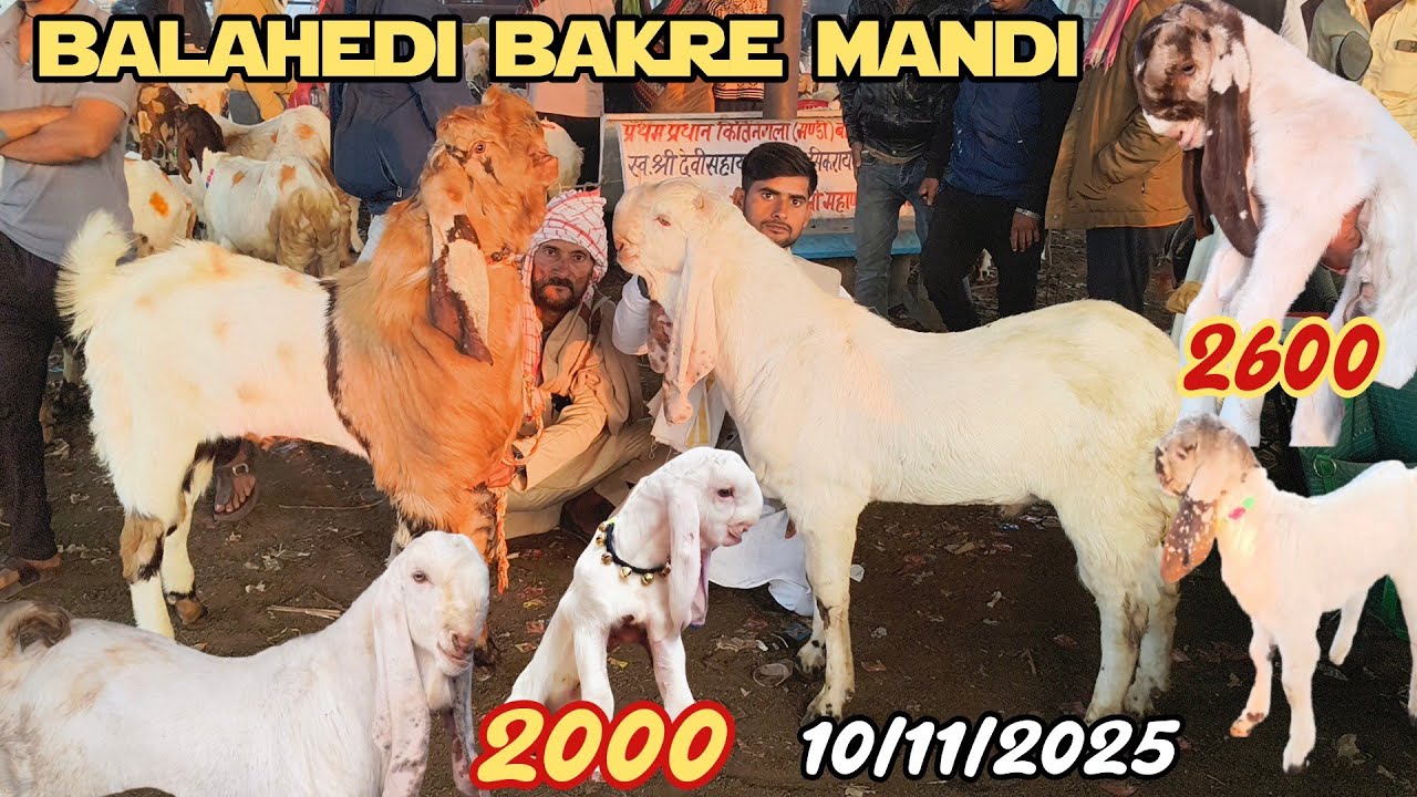 Balahedi bakre mandi live update 10/11/2025 biggest mandi in Rajasthan 