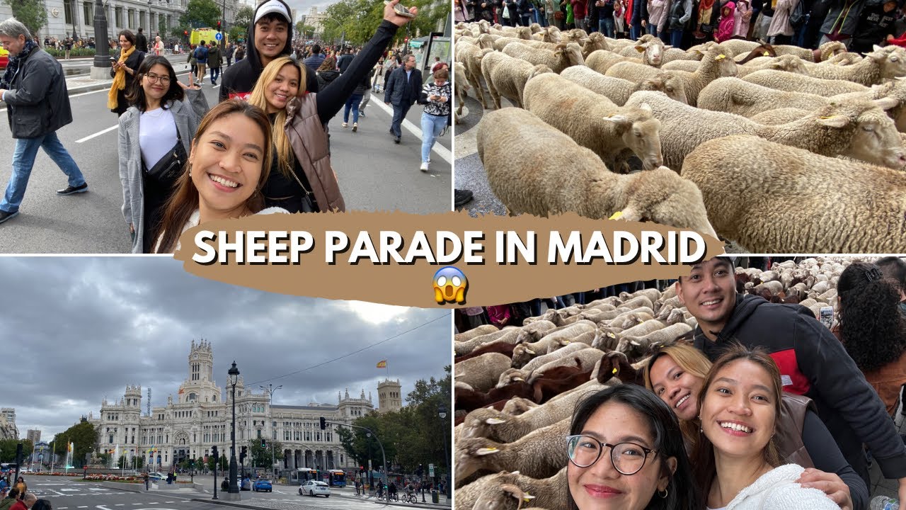 SHEEP PARADE IN MADRID | Vibe with Zari
