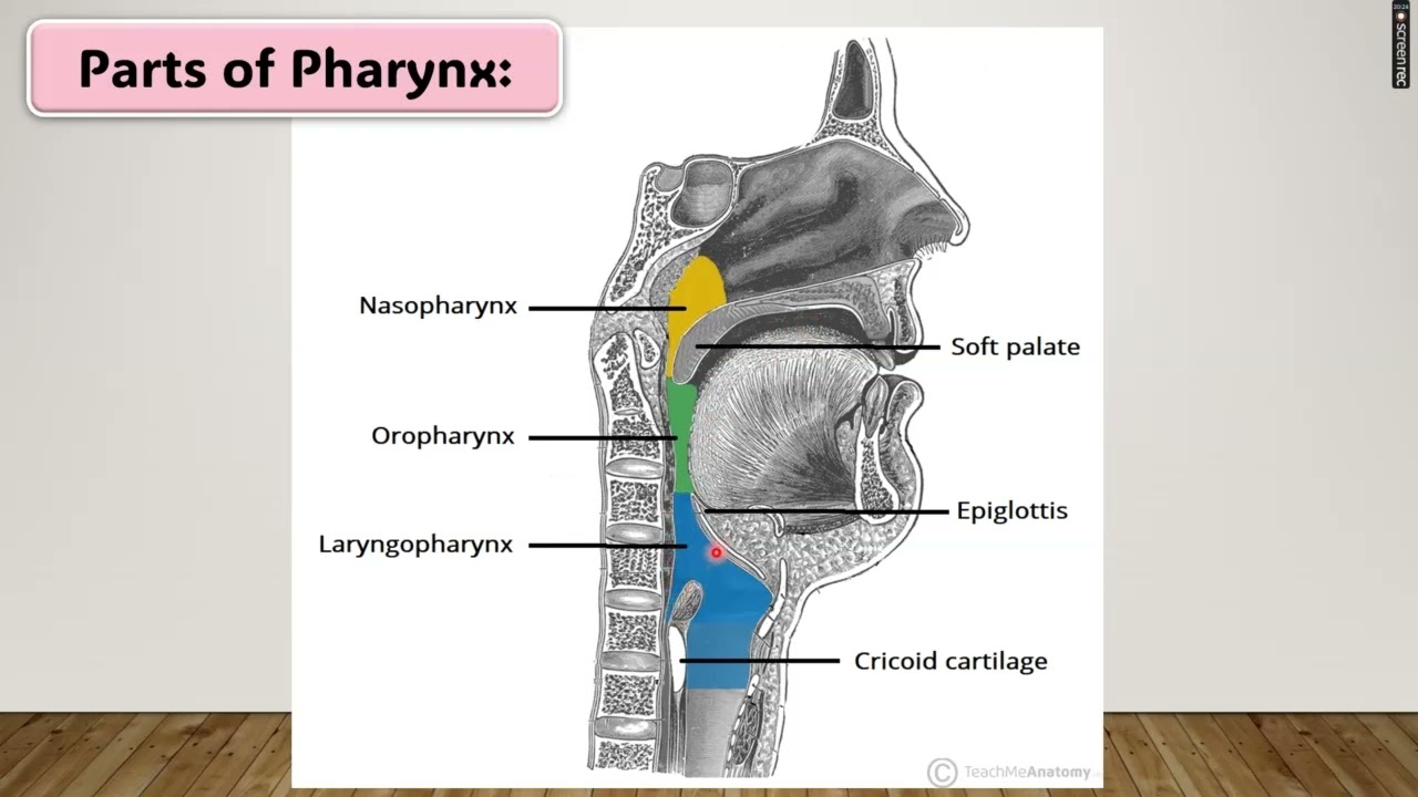 Pharynx