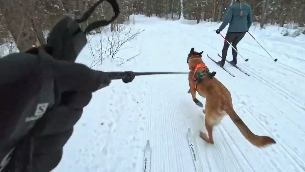 Forest Skijor Onaping