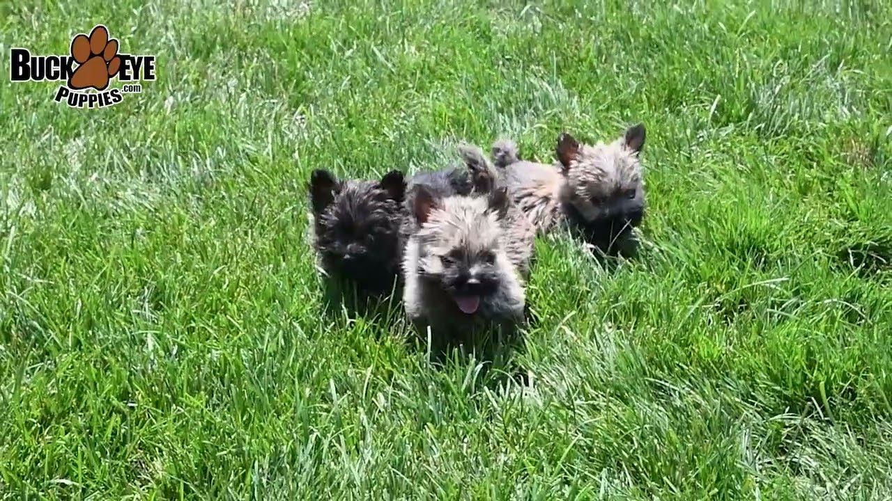 Adorable Cairn Terrier Puppies