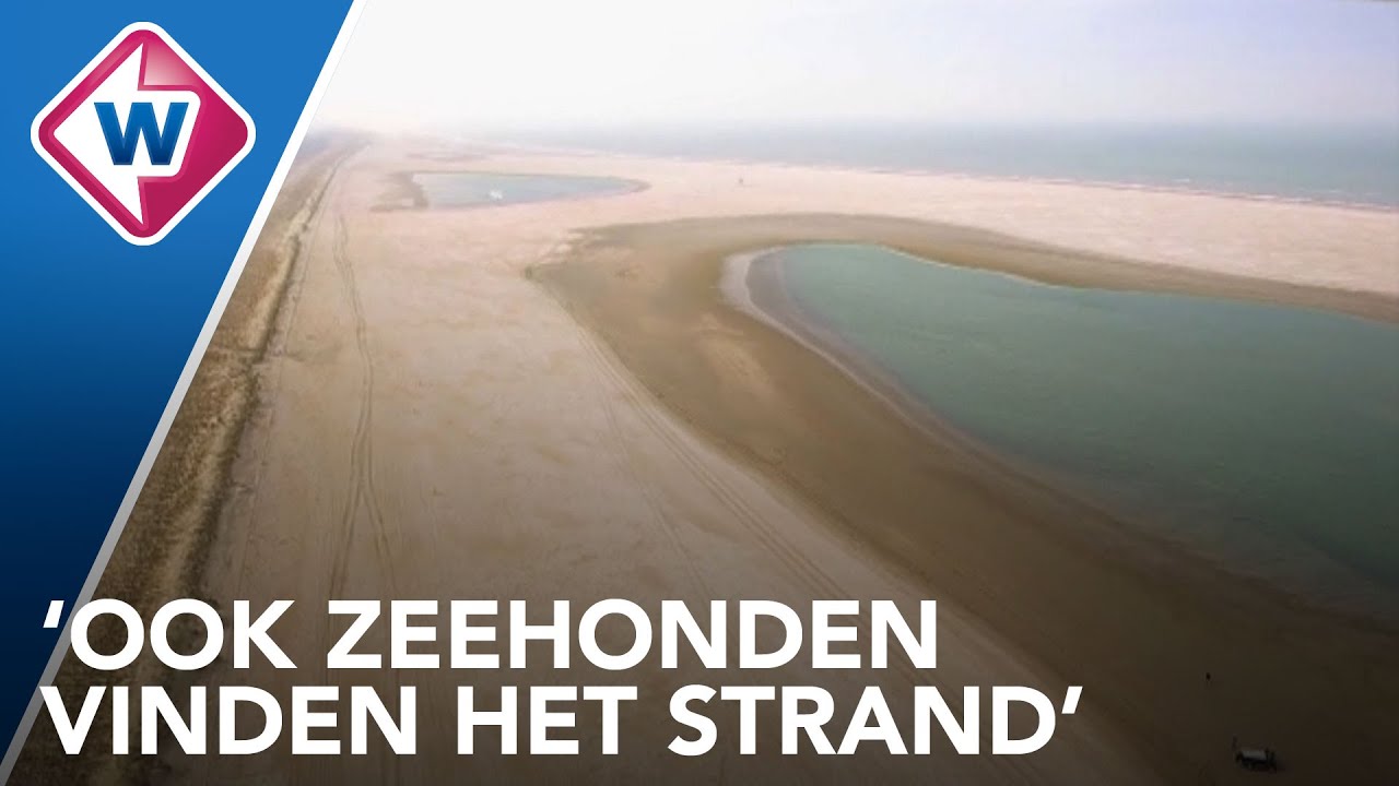 10 jaar de Zandmotor, deel 2: wat betekent het voor de natuur? - OMROEP WEST