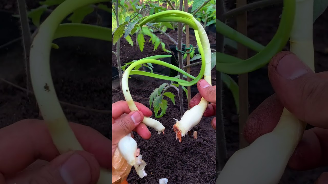 Planting onions with tomatoes can enhance growth, deter pests, and prevent disease