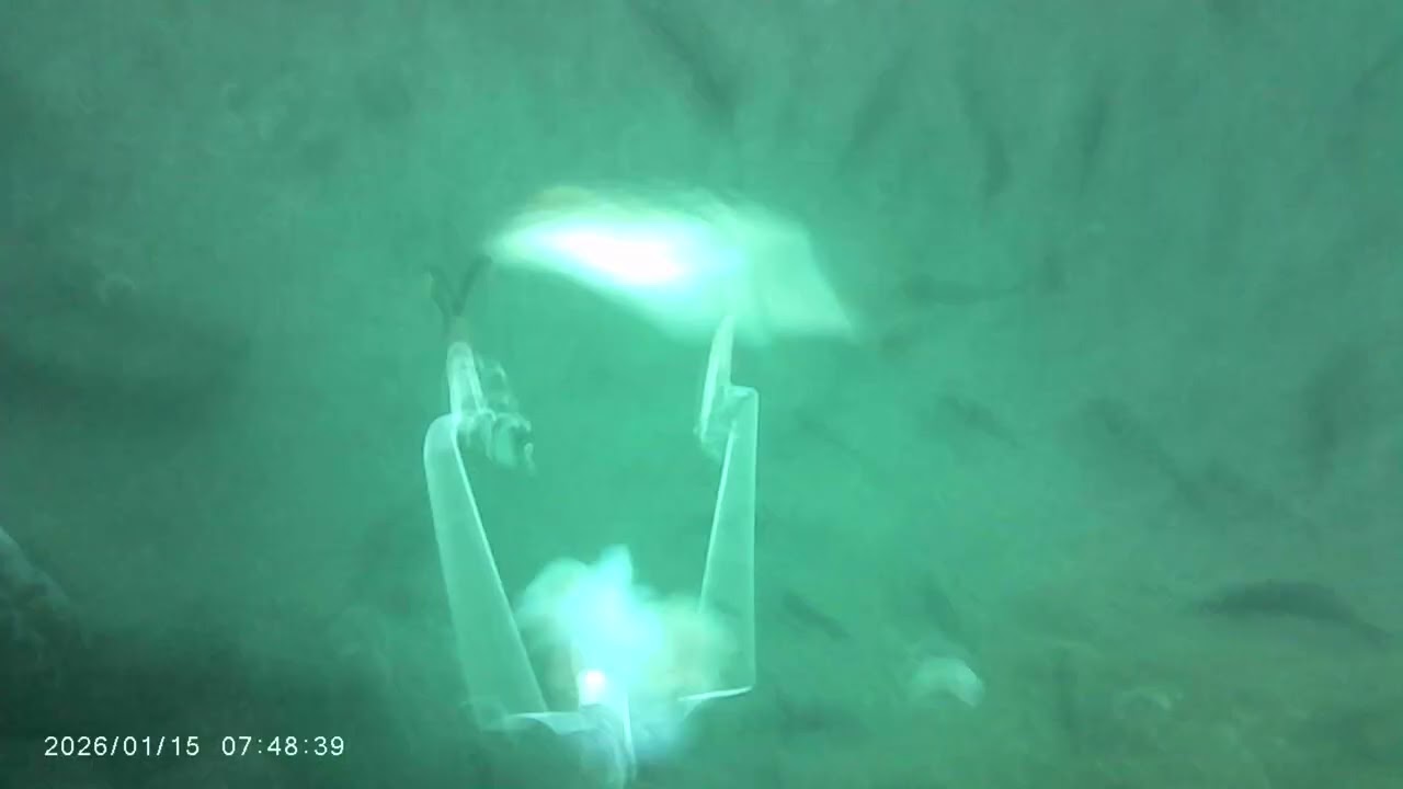 カットウ釣り水中動画　仕掛け　新カットウ革命餌串30号　ヒットシーン3連発　合わせのタイミング合わずイライラ