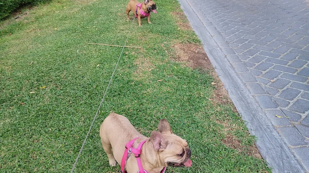 Garden tour🥰😍