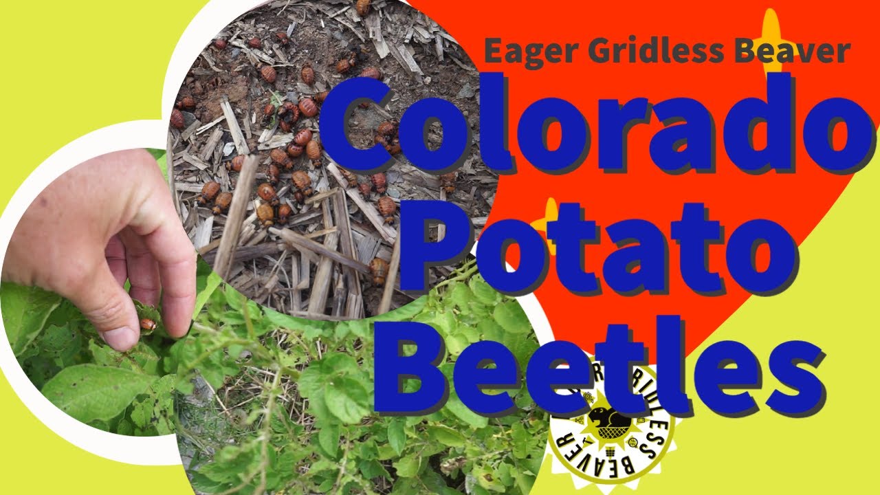 Colorado Potato Beetle Issues...
