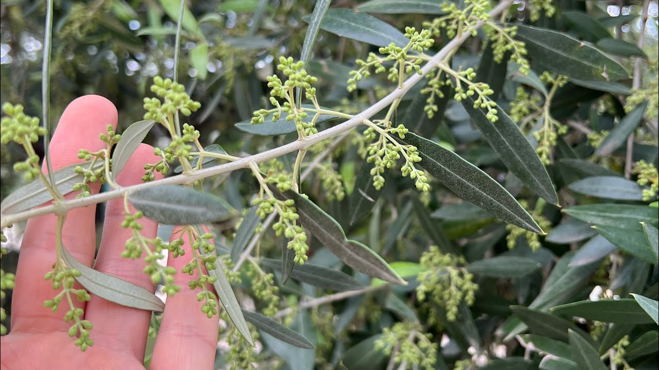 PARTE 1: Oliveto 🌳, Mignole 🌼, Inerbimento 🌱, Suolo 🌍. 25 aprile 2025