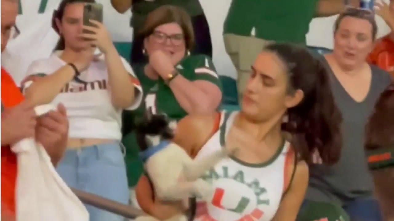 Fans react to watching cat fall from upper deck of Hard Rock Stadium
