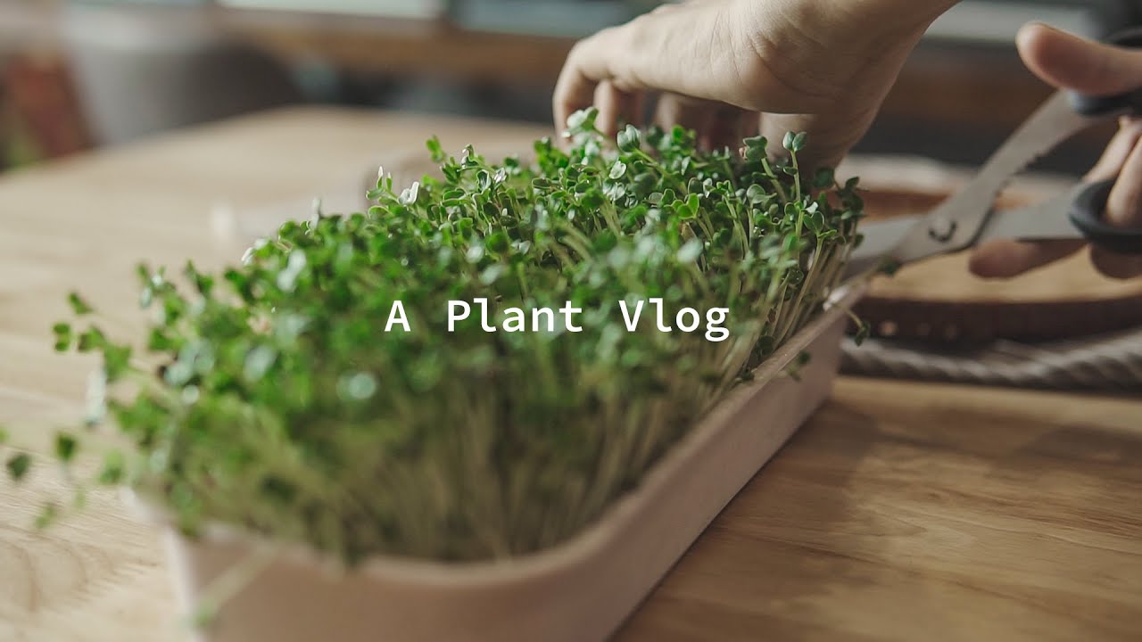 #10 Eng) A Cozy Plant Vlog Grow Some Vegetable | Nông nghiệp hữu cơ tại gia 🌿