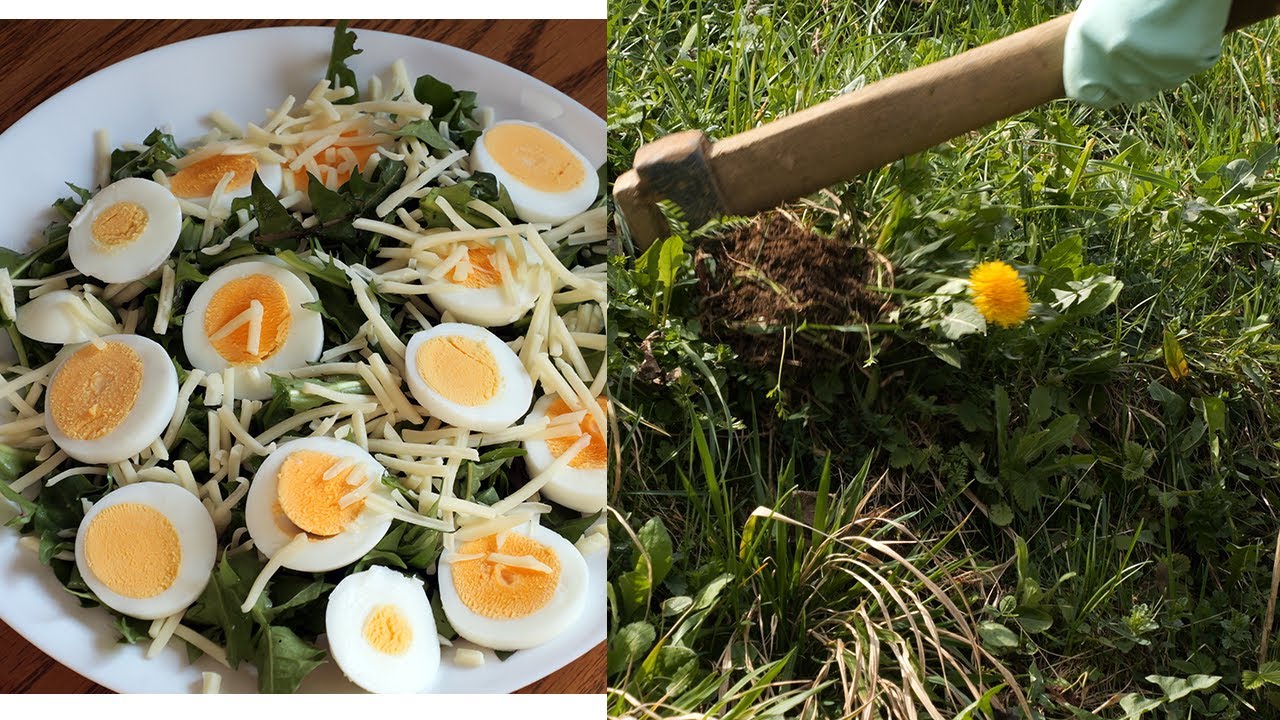 Priprema korijena maslačka za čaj