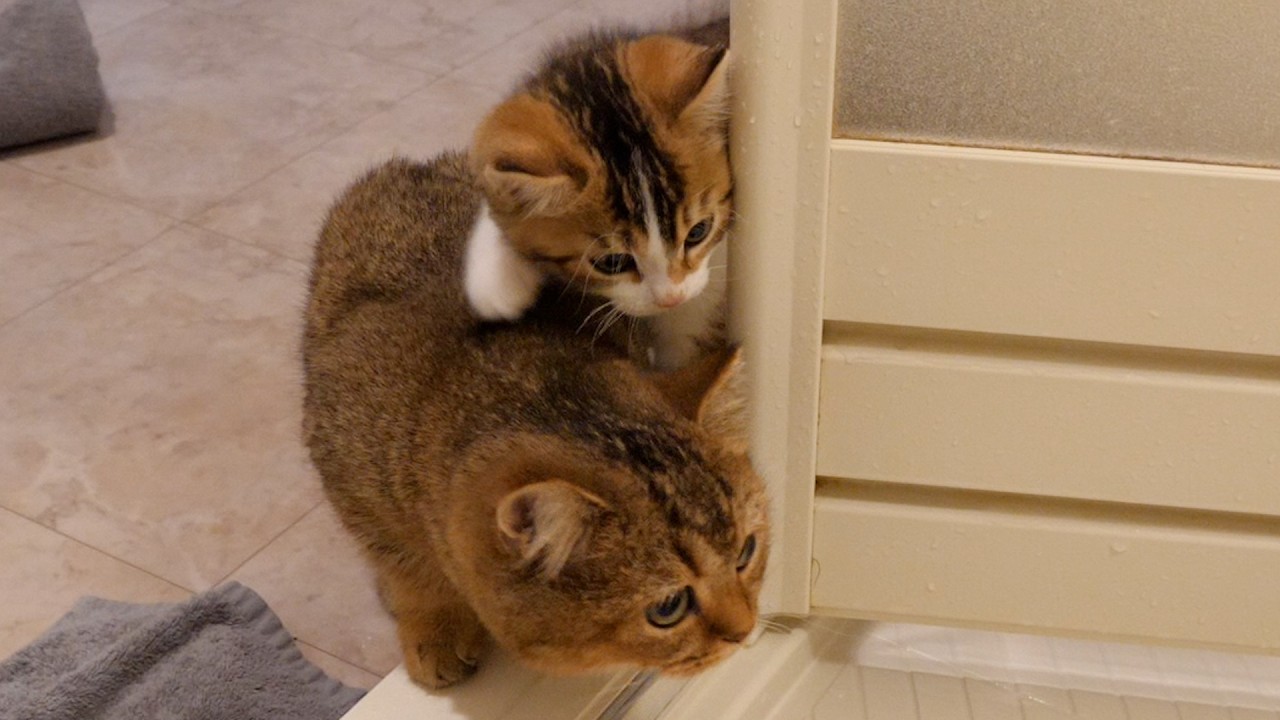 Cats Charo and Nico came to peek into my bath!