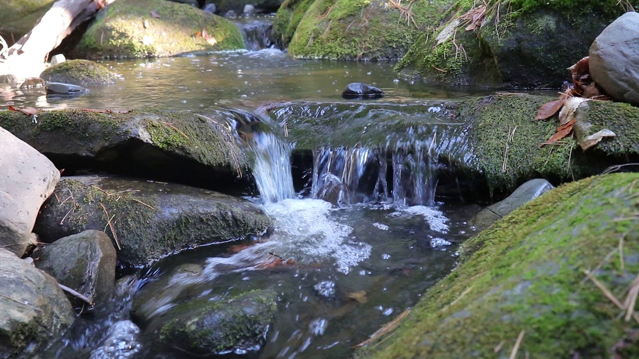 Canon SL2 General Video Sample
