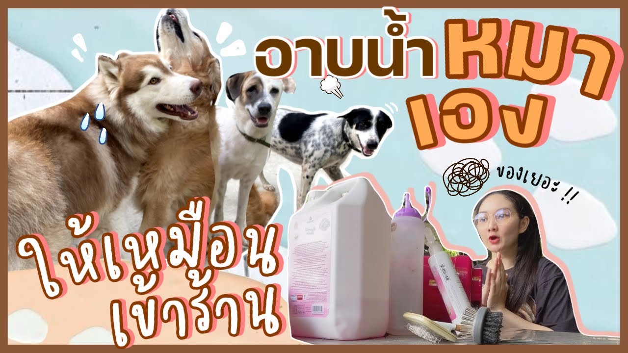 อาบน้ำน้องหมาเองที่บ้าน ให้เหมือนเข้าร้าน Grooming | วิธีอาบน้ำสุนัข (EP.14)