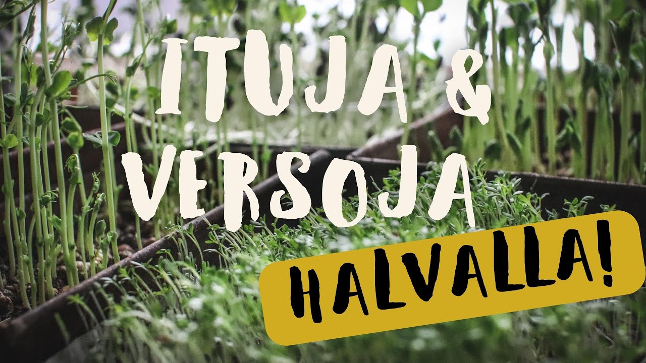 Ituja ja versoja vähän edullisemmin - Itujen ja versojen kasvattaminen