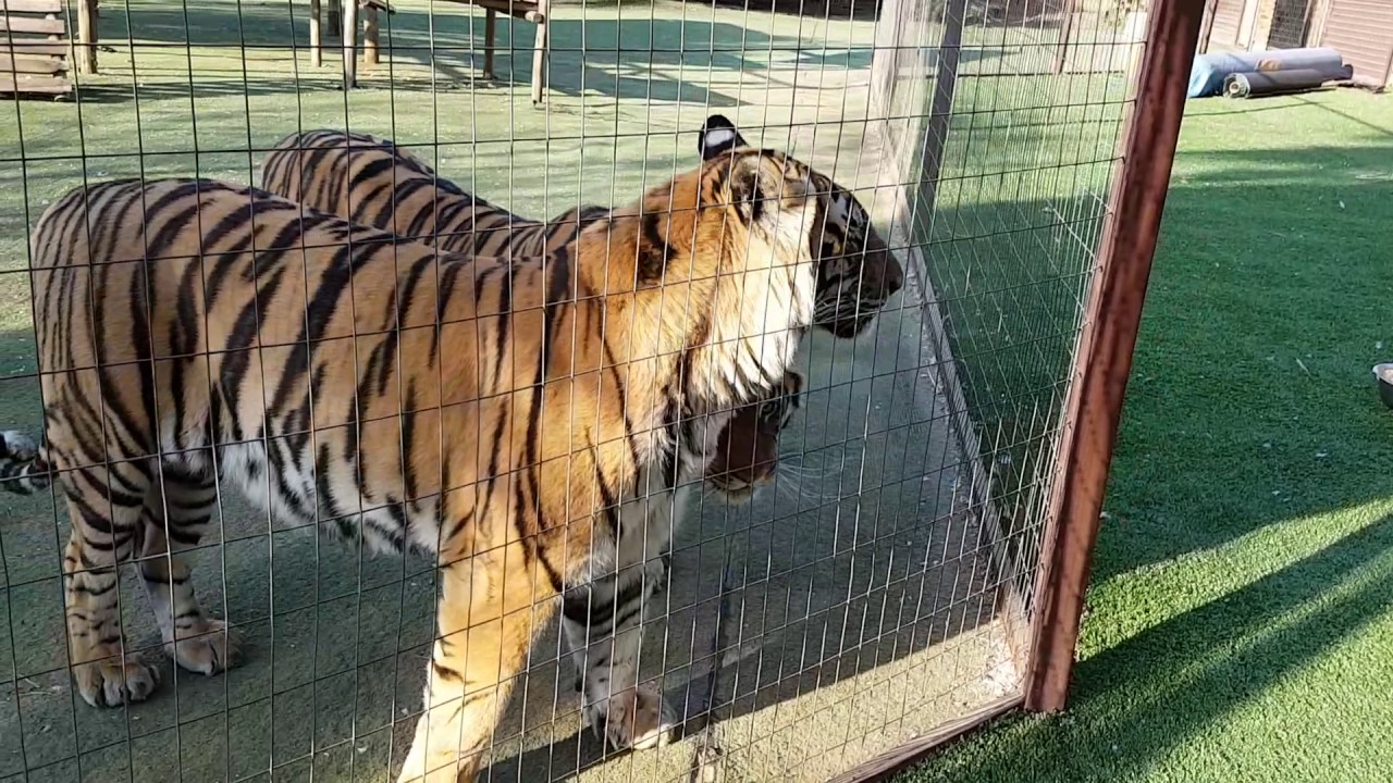 Do tigers get scared if they see themselves in a mirror.