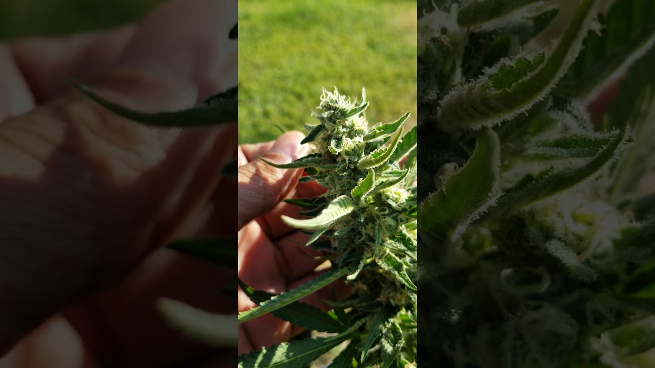 Dosidos, wedding cake, mimosa, grease monkey Lemon jet fuel n crystal gelato