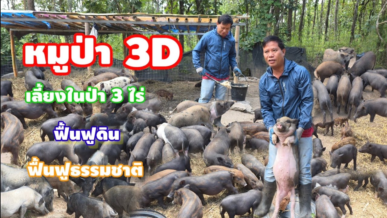 หมูป่า 3D...เลี้ยงในป่าพื้นที่ 3 ไร่!! เริ่มต้นจากหมูเพียง 2 ตัว ปัจจุบันขยายเต็มสวน 