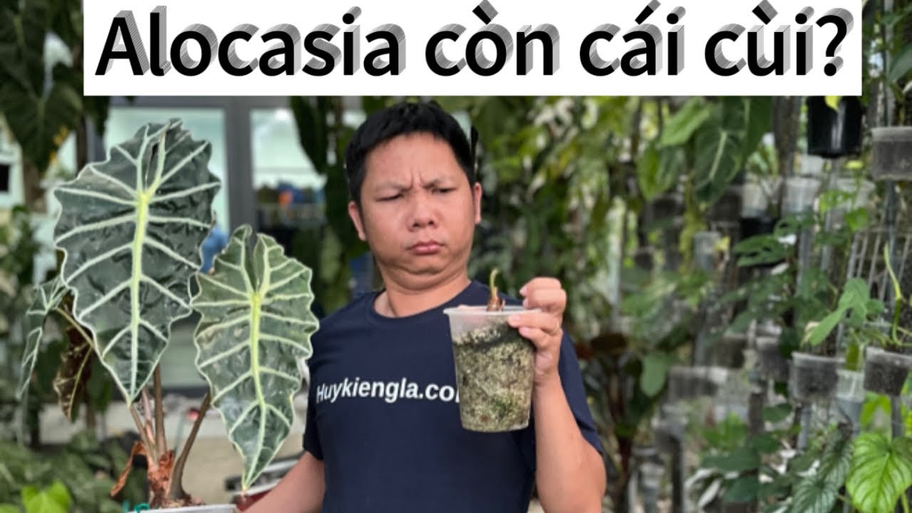 Kinh nghiệm chăm sóc Alocasia của huykiengla