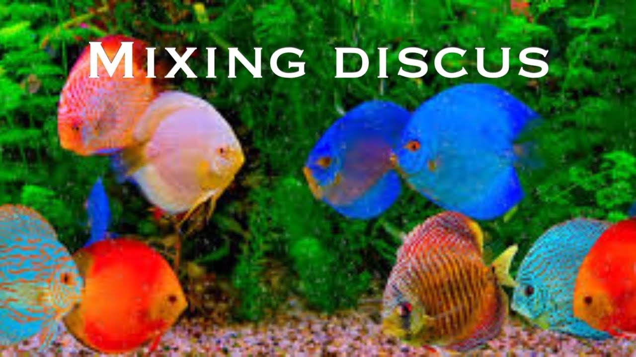 Can you mix Discus Fish from different sources?