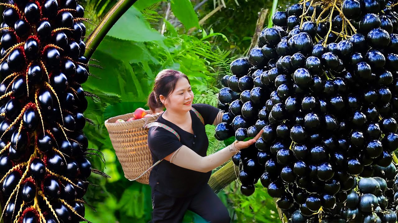 How Harvest fresh palm fruit from tall trees go sell, Build traditional roofs with Palm leaves