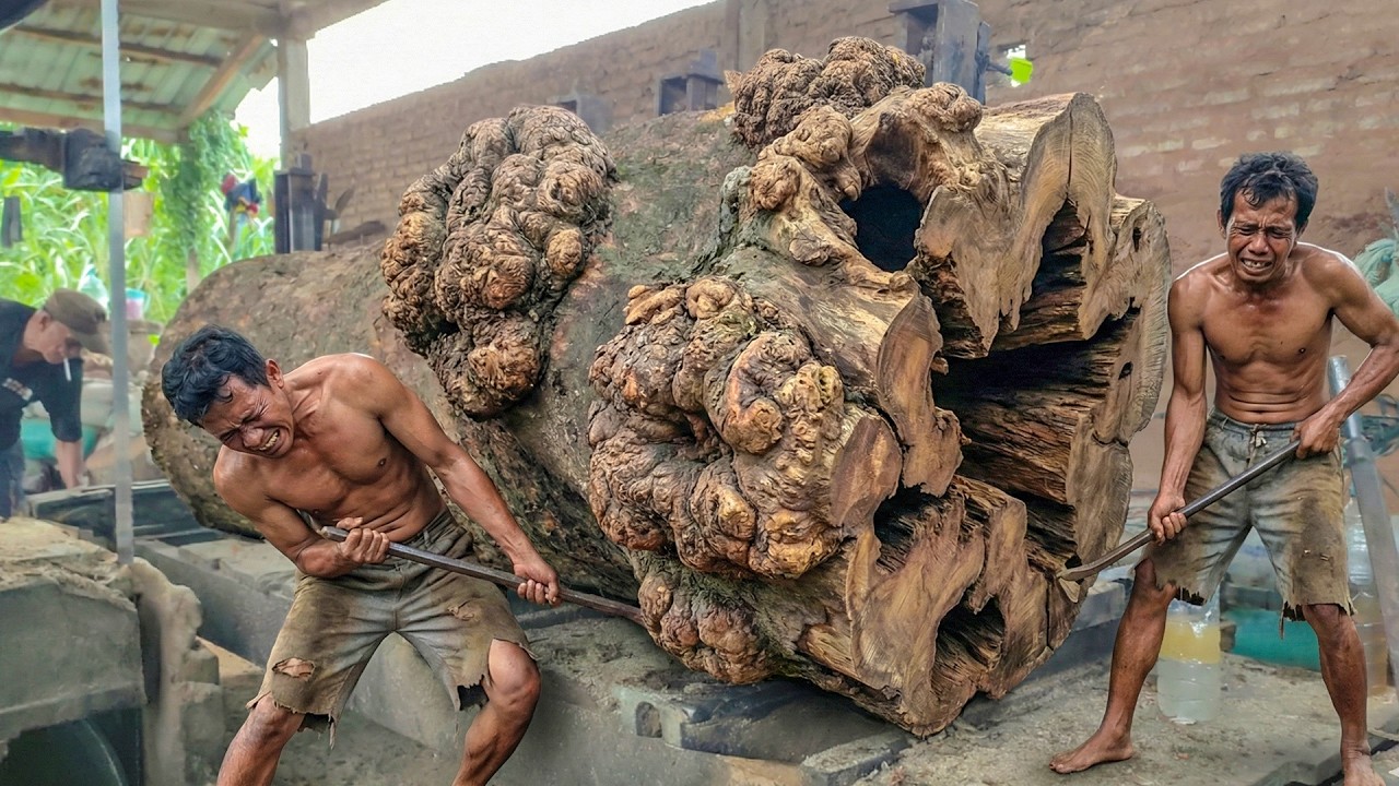 Extreme Trembesi Sawmill !! Giant Logs, High Risk, Stunning Wood Reveals!