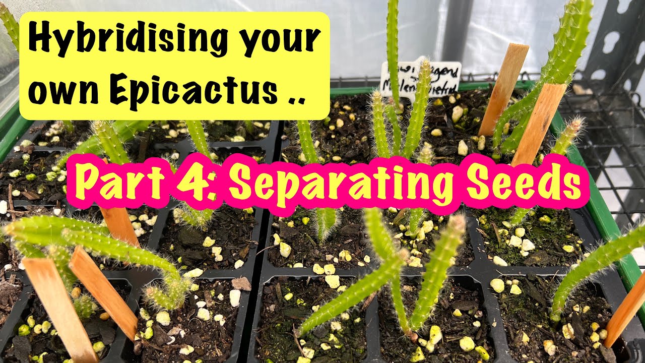 Hybridising Epicactus Part 4: Separating Seeds