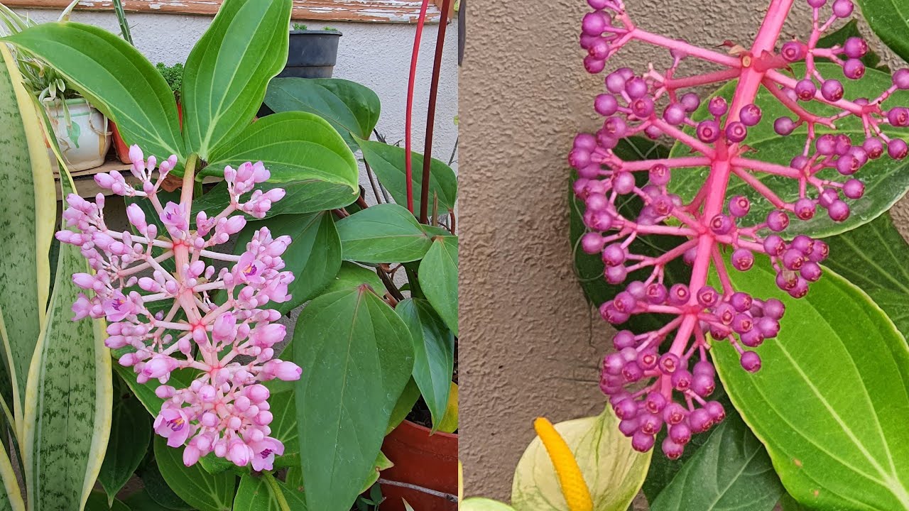 Exotic Tropical Plant | Medinilla Myriantha | Malaysian Ground Orchid