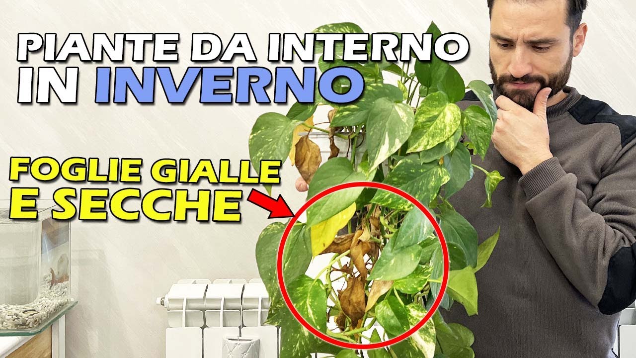 Foglie Gialle delle Piante Ecco i Motivi e Come Evitarlo in Inverno!