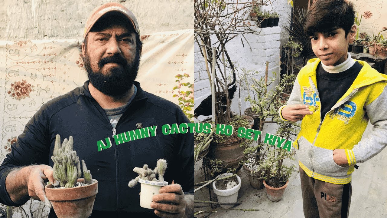 Aj humny cactus ko set kiya