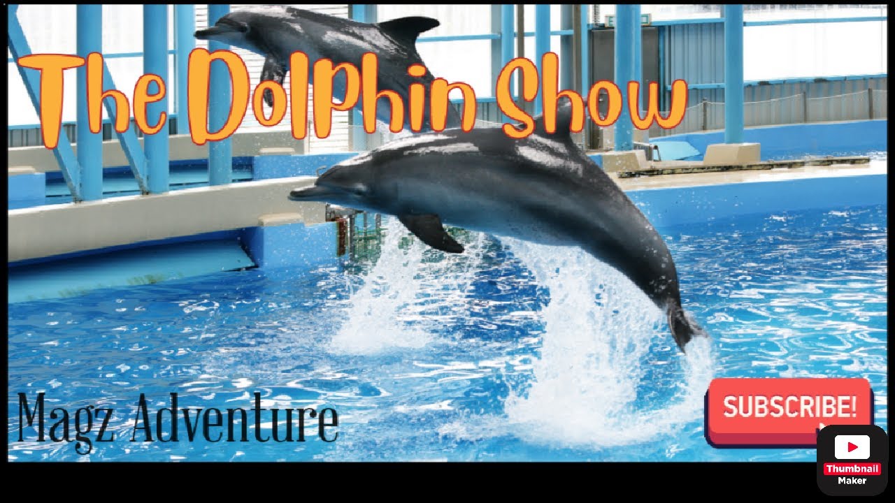 Ocean Park Hong Kong|Dolphin Show|Magz