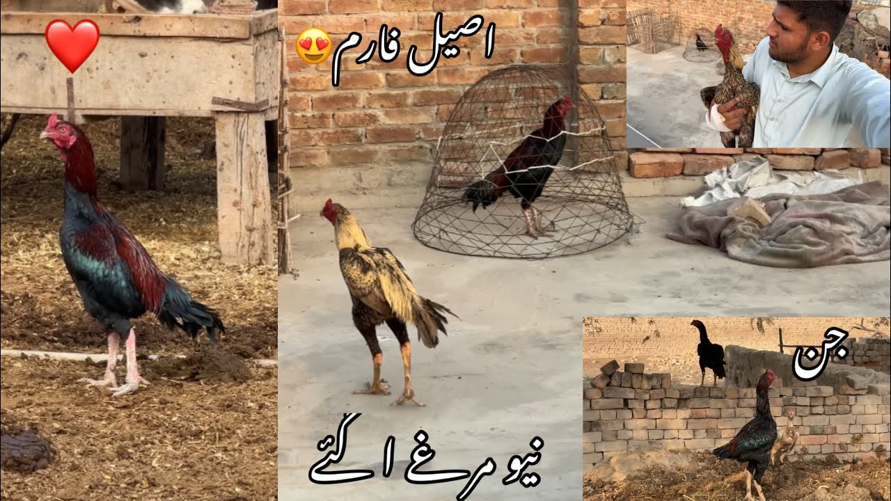 Aseel farm update New Aseel murga a gai / My Aseel Rooster Farm Turned Into a Battlefield!”