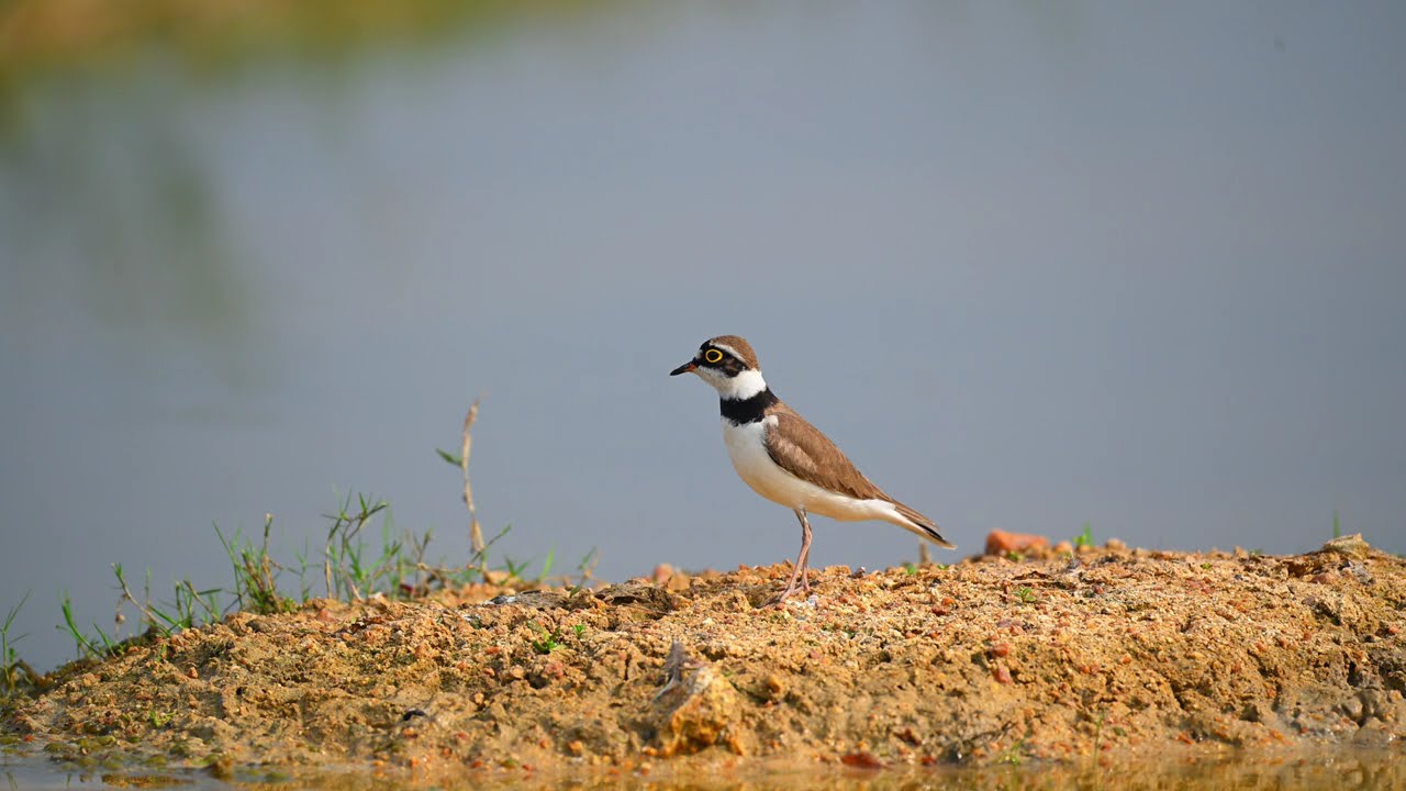 ENDANGERED BIRD ,piping plover and its wings