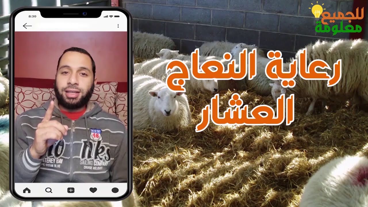 رعاية النعاج العشار