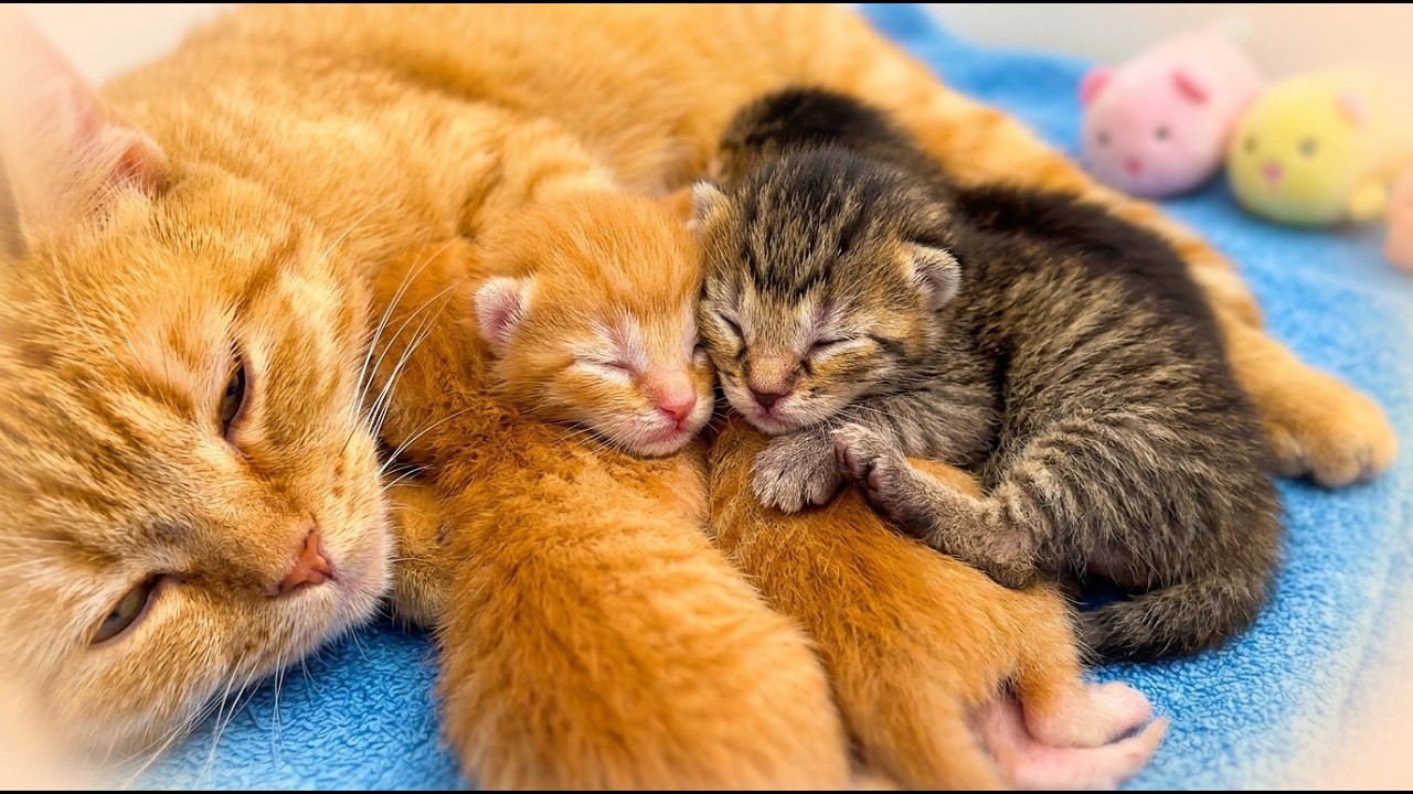 Кошка Джинджер стала мамой для 5 милых котят. Котята рождаются! Такие милые