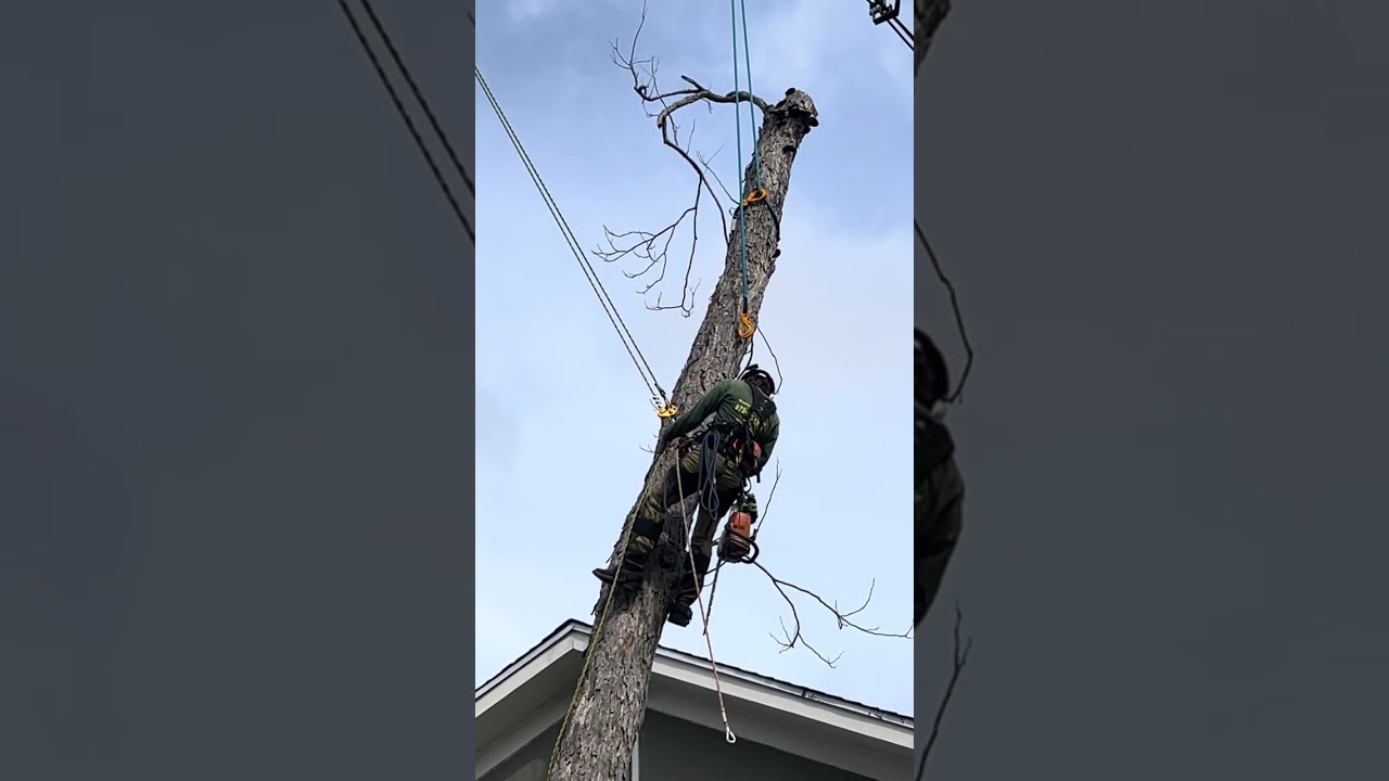 Así va el corte del árbol con mucha precaución síganme 