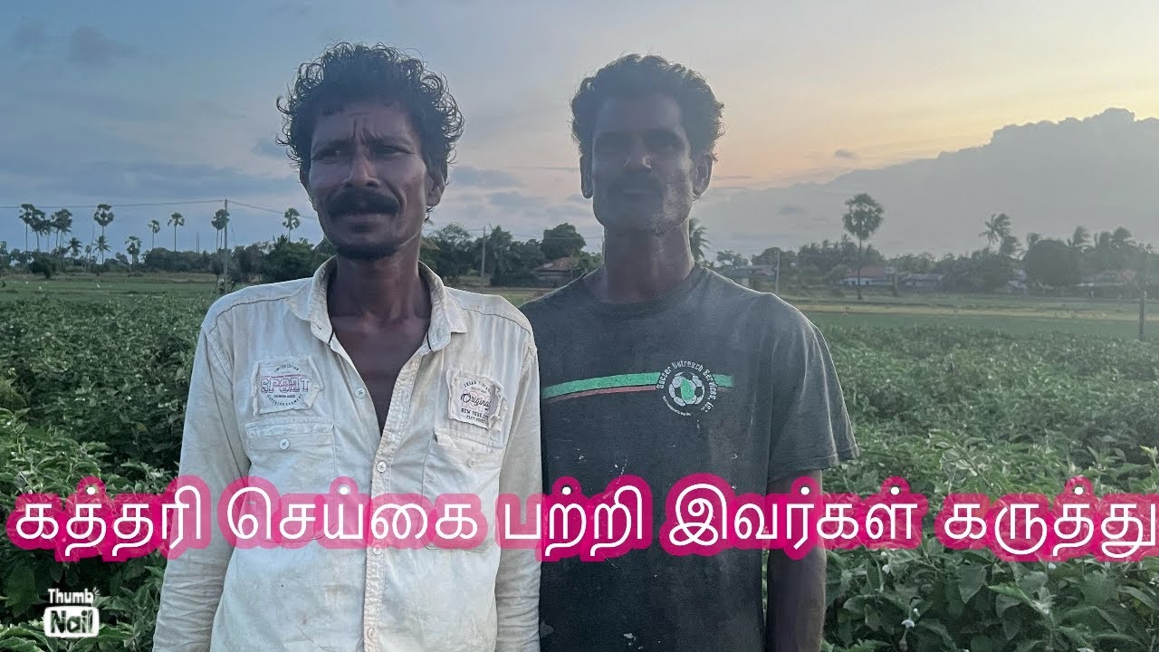 🌏@கத்தரியில் அதிக இலாபம்/#Benifits Of Brinjal🍆 Garden In Tamil