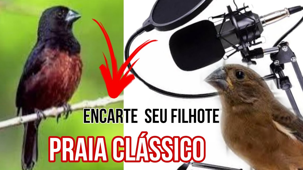 🟢CURIO PRAIA CLÁSSICO  O MELHOR ENCARTE DO MUNDO#perliscriadorresponde