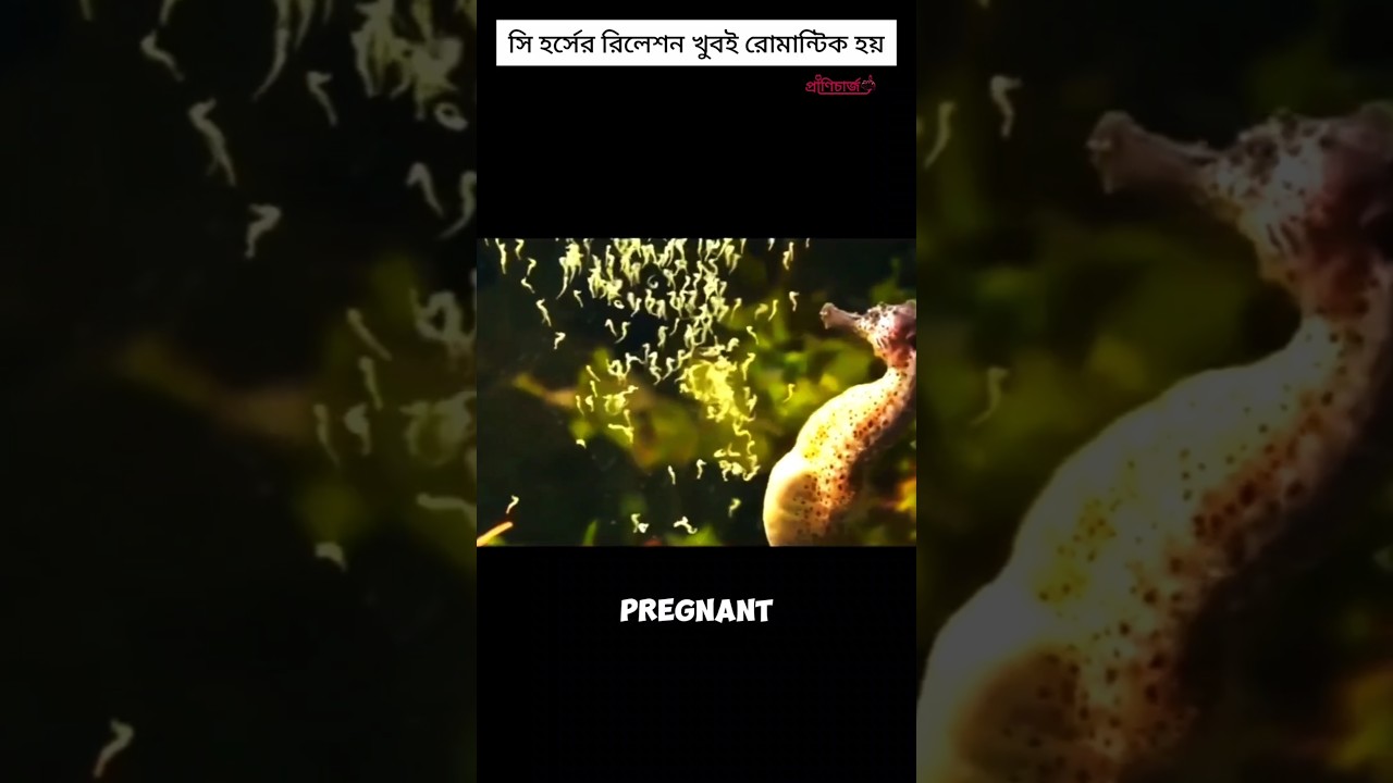 giving birth a male sea horse 